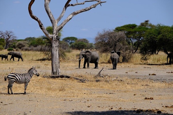 Tarangire national park1