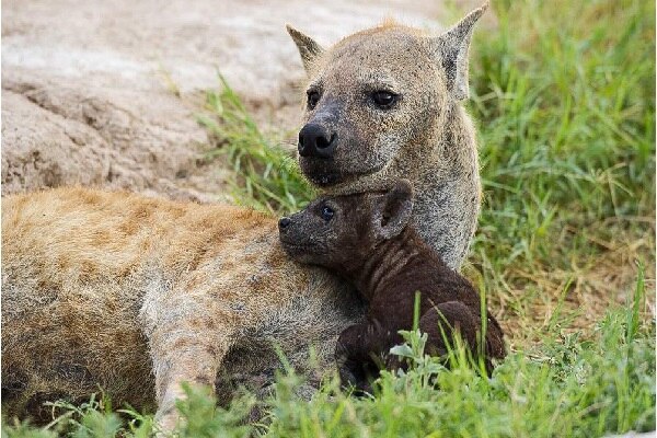 Amboseli National Park2