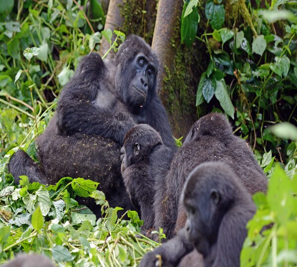 Bwindi-Gorillas