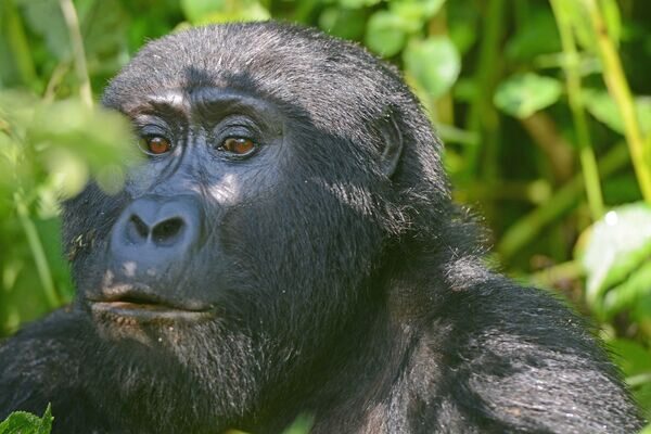 Bwindi gorillas