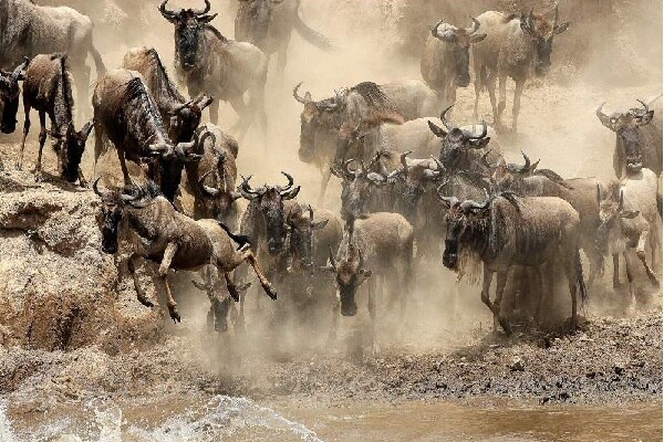 Masai mara game reserve