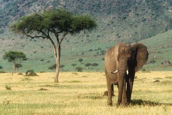 Masai Mara National Reserve