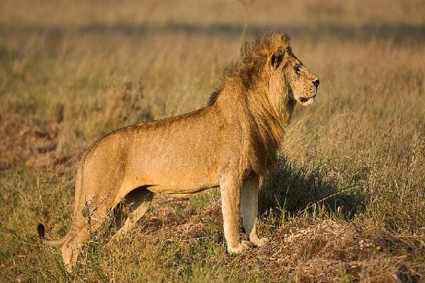 Serengeti national park lion