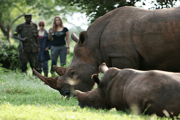 Tourists-at-Ziwa-rhino-sanctuary_optimized_100