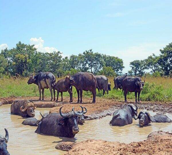 Queen elizabeth National 1park