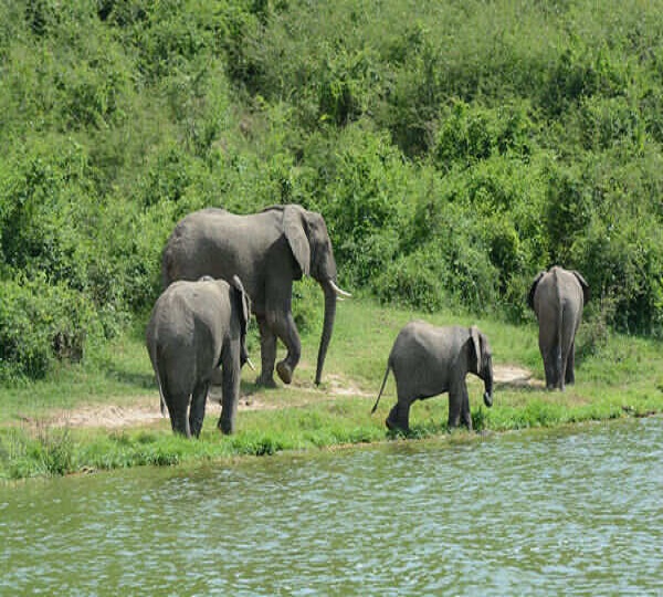 Elephants murchisonfalls