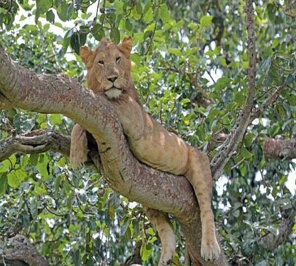 Tree climbing lion queen Elizabeth  national park