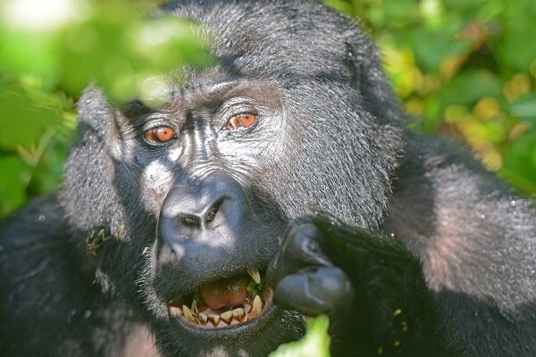 Gorilla volcanoe national Park