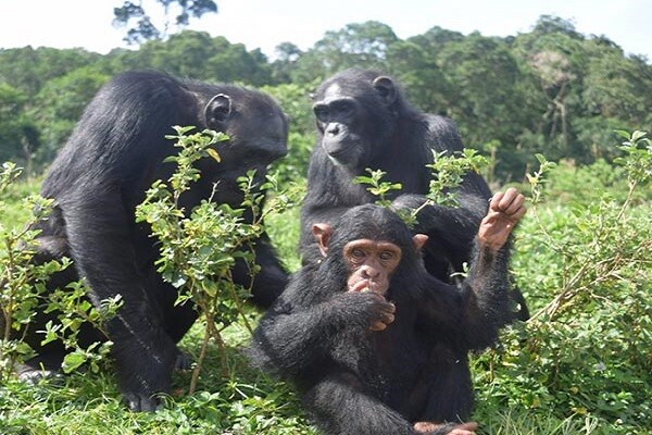 Nyungwe Chimps