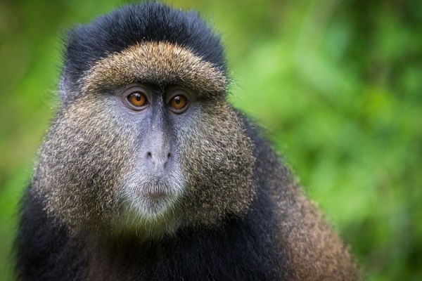 Portrait of a golden monkey in Volcanoes National Park Rwanda